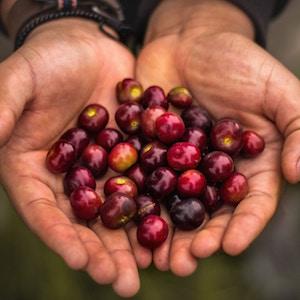 INGREDIENT FOCUS - ACAI