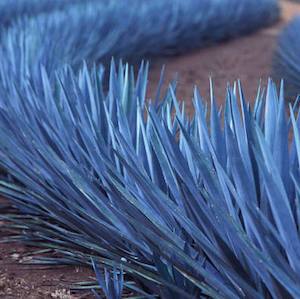 INGREDIENT FOCUS: BLUE AGAVE - The other use for our secret weapon against wrinkles is making Tequila!